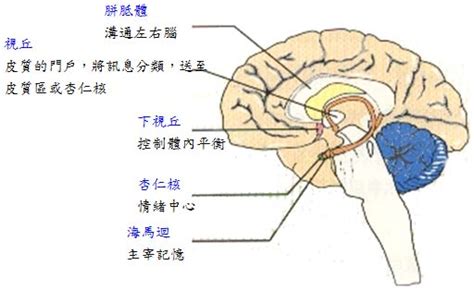 腦門位置